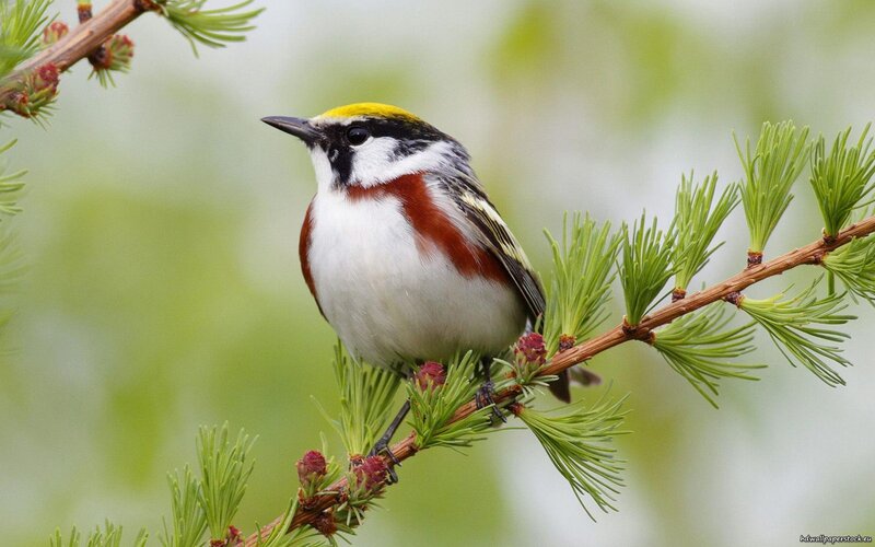 colorful bird on a branch