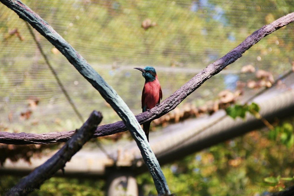 Colorful bird on a branch