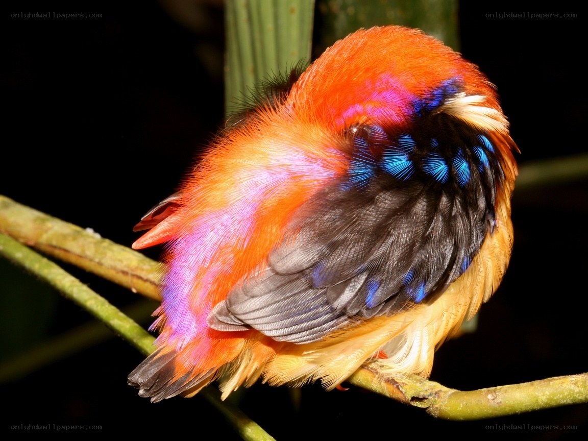 colorful bird on a branch