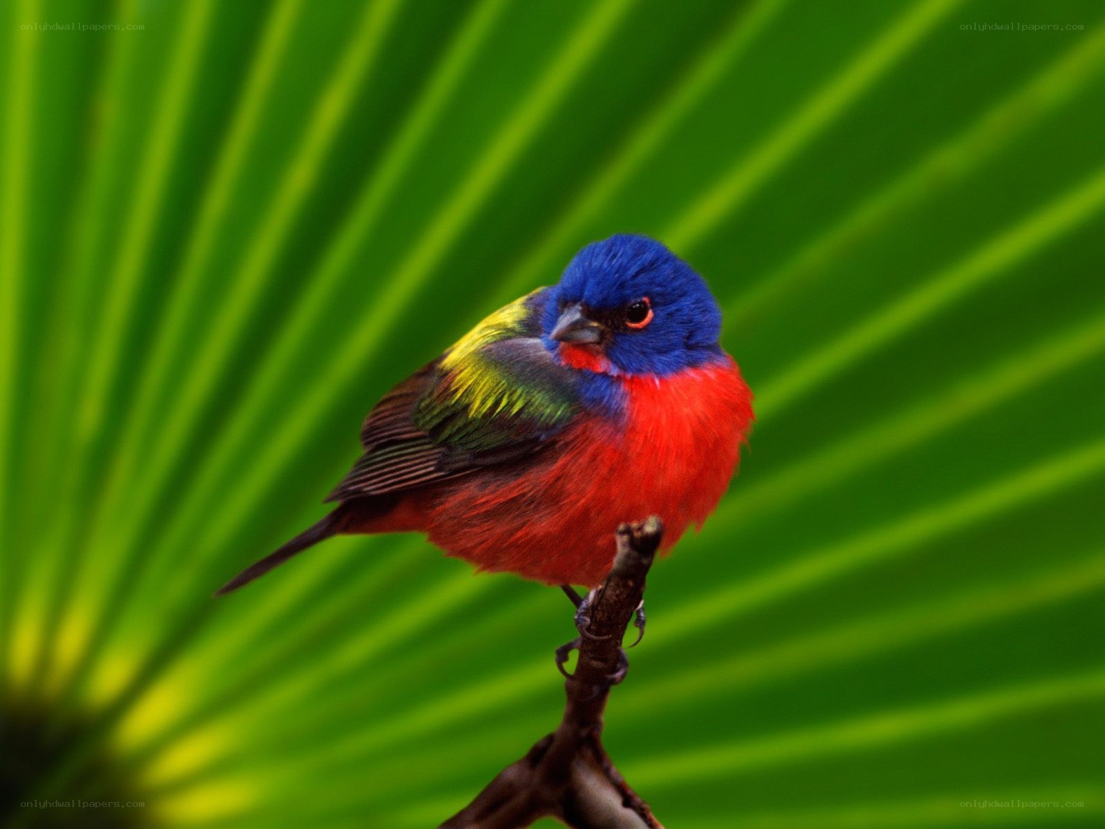 Colorful bird on a branch