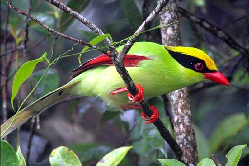 Colorful bird on a branch