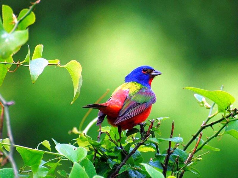 colorful bird on a branch