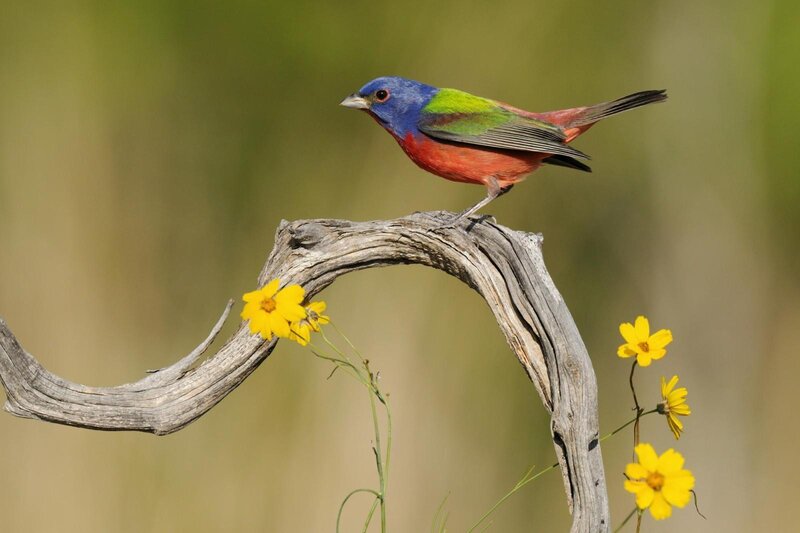 colorful bird on a branch