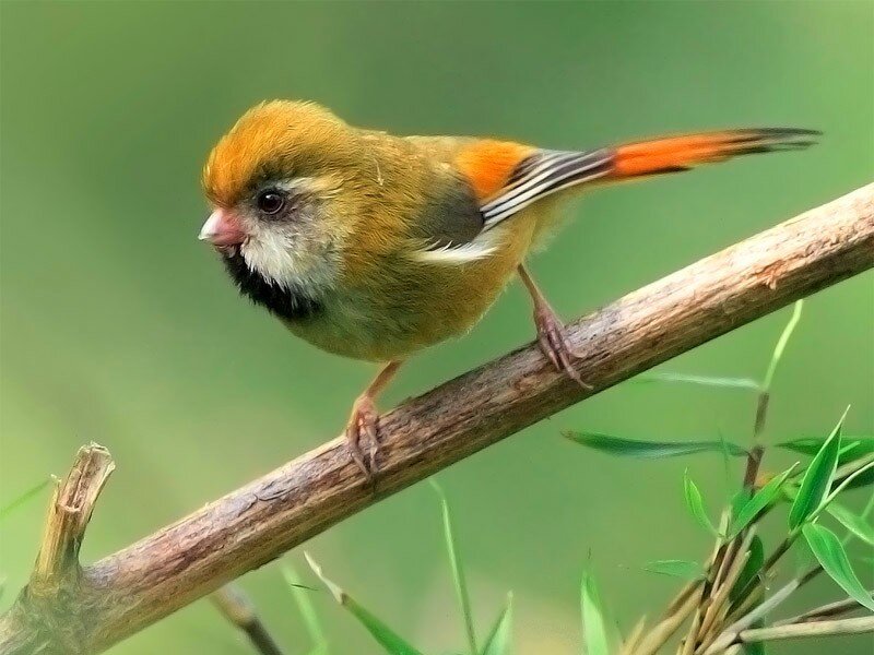 colorful bird on a branch