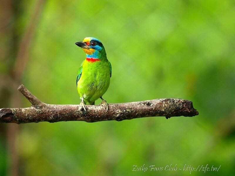 colorful bird on a branch