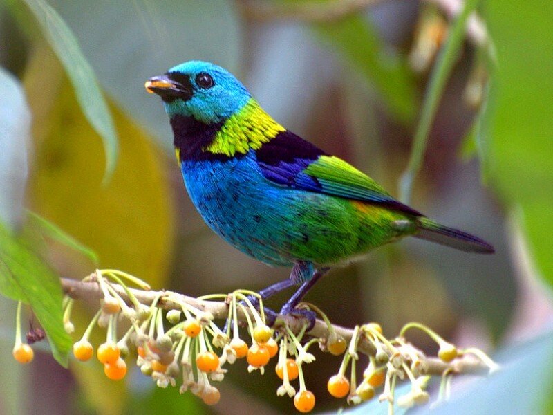 colorful bird on a branch