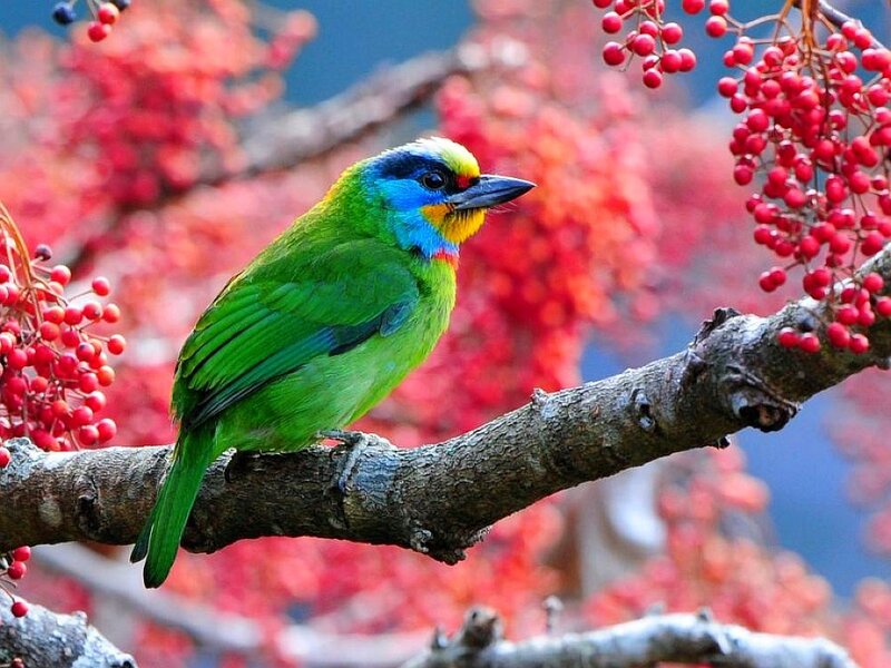 colorful bird on a branch