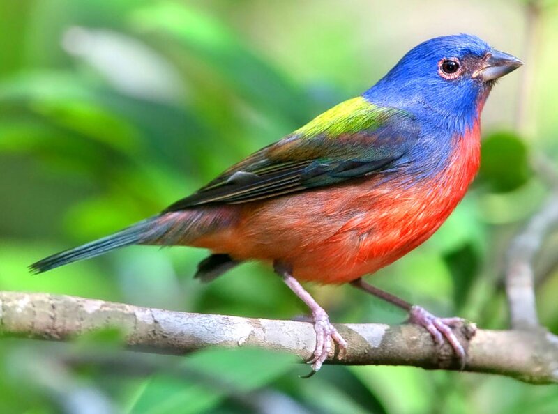 colorful bird on a branch