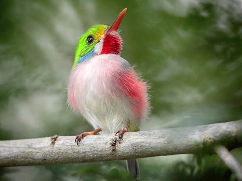 colorful bird on a branch
