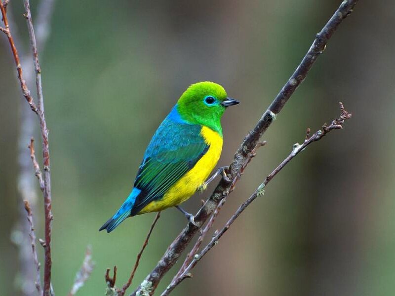 colorful bird on a branch