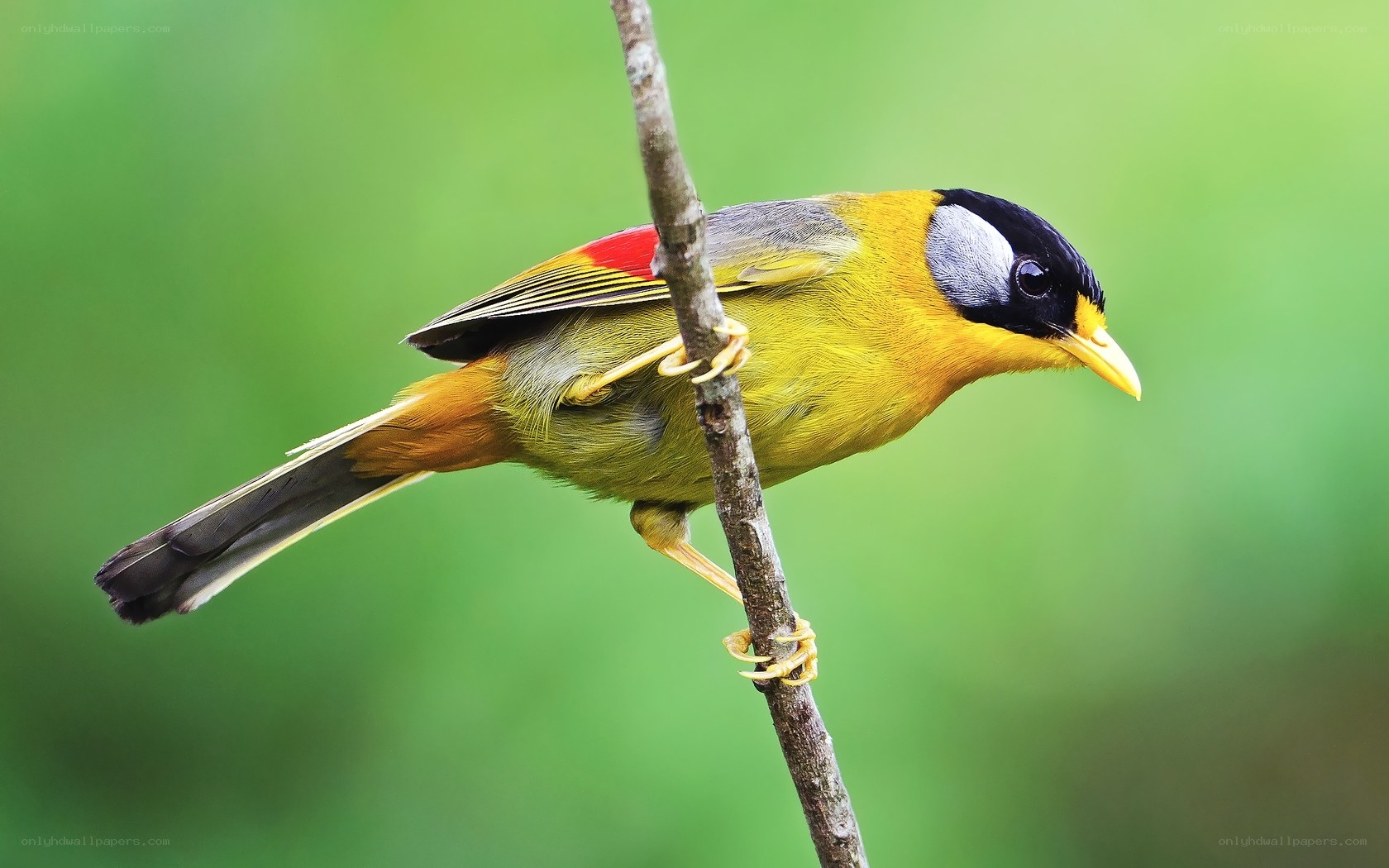 colorful bird on a branch
