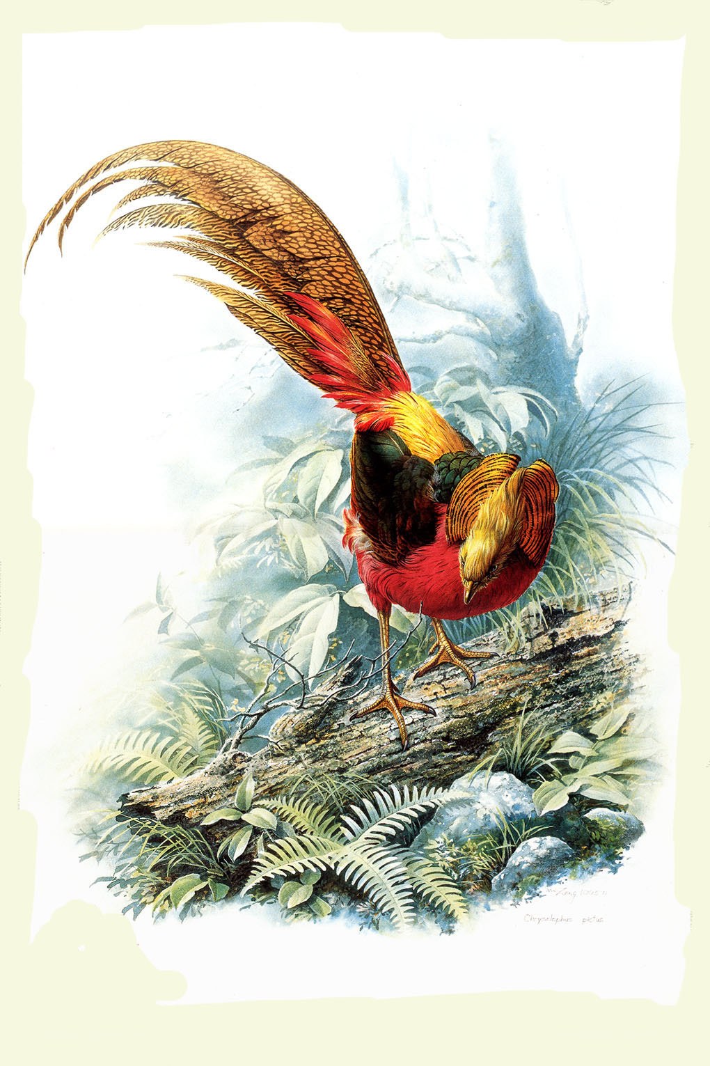 Colorful bird on a log