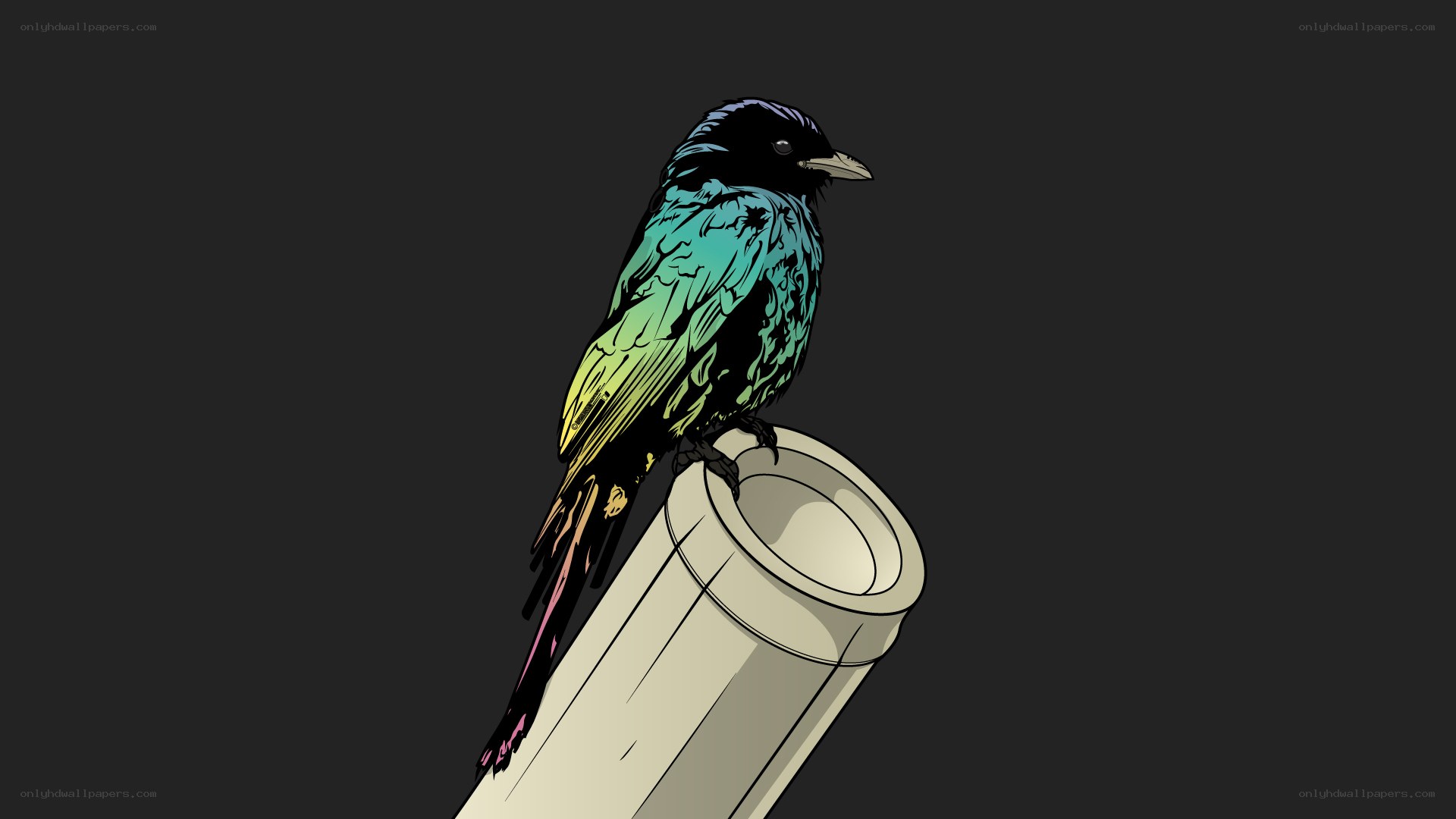colorful bird on a pipe