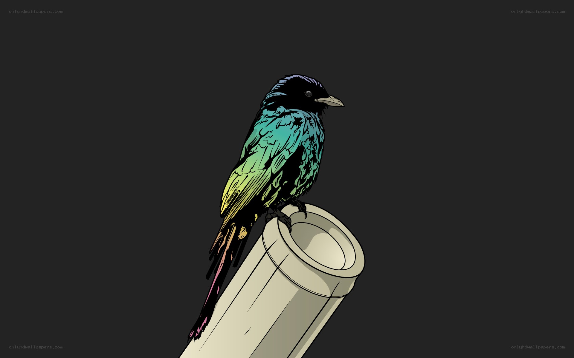 colorful bird on a pipe