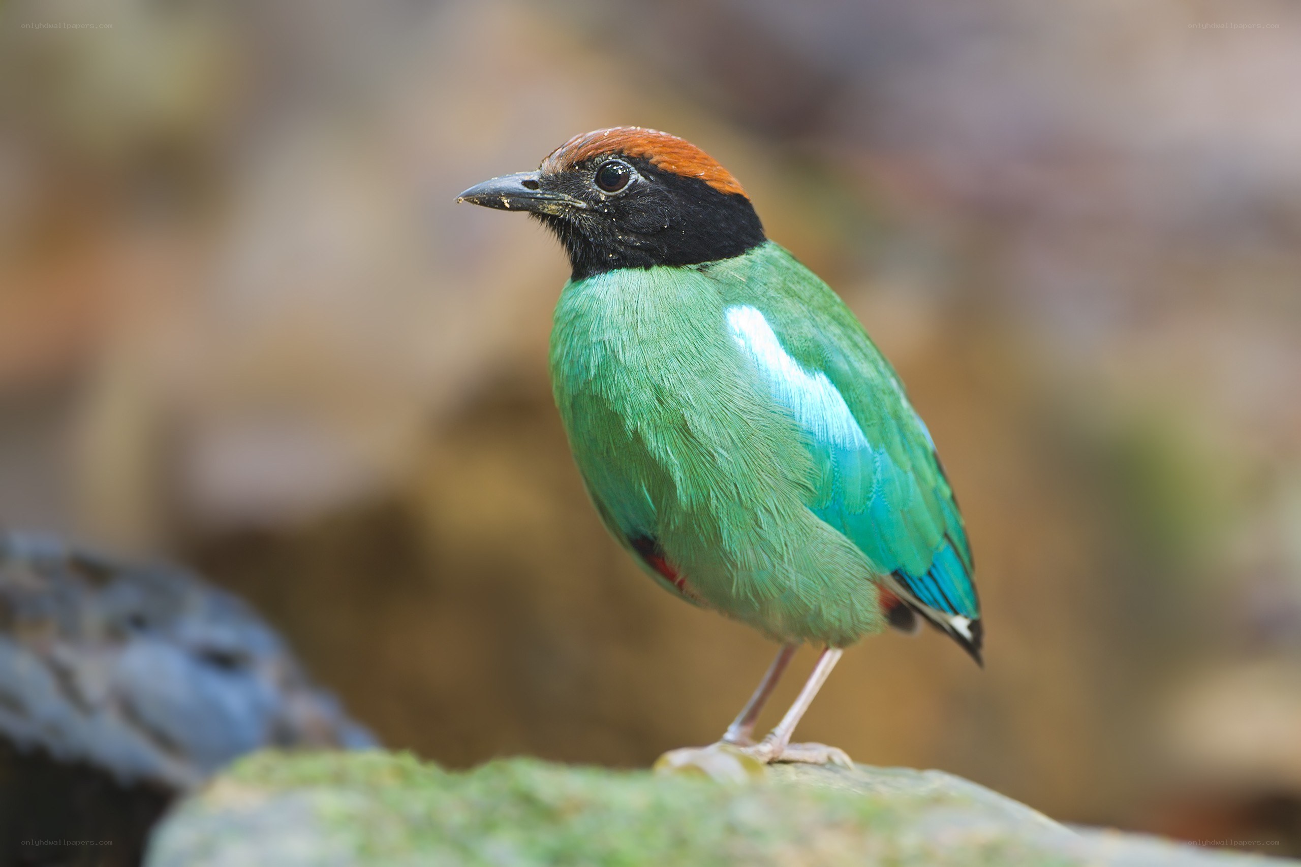 colorful bird on a rock
