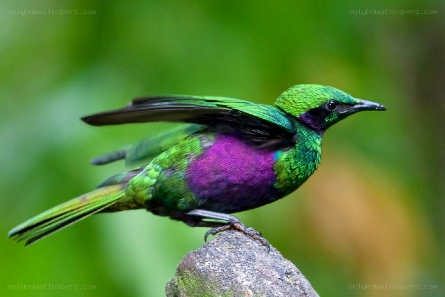 colorful bird on a rock