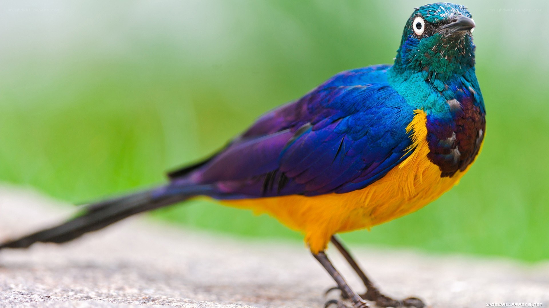 colorful bird on a rock