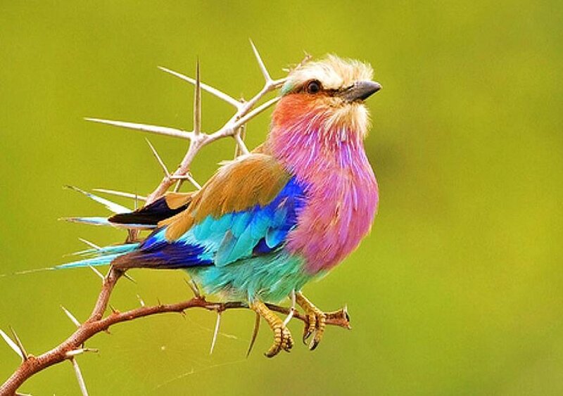colorful bird on a thorny branch