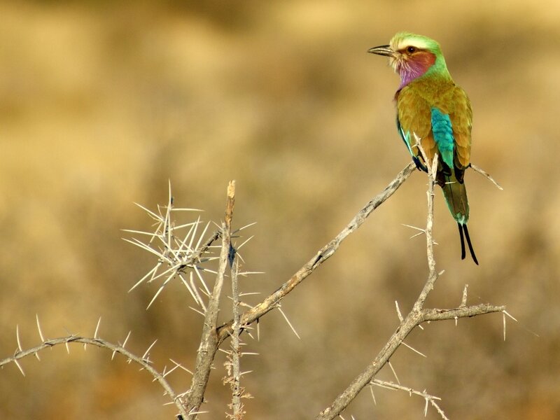 colorful bird on a thorny branch