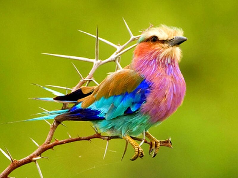 colorful bird on a thorny branch