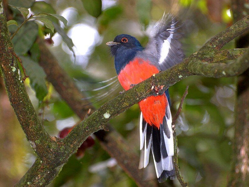 colorful bird on a tree branch