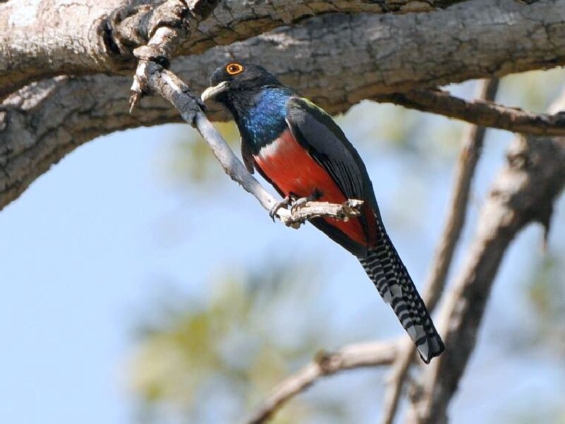 Colorful Bird on Branch — Black, Calm, Afternoon