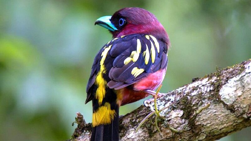 Colorful Bird on Branch — Black, Calm