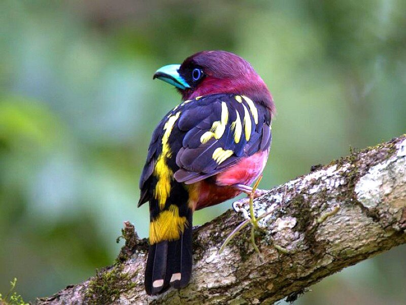 Colorful Bird on Branch — Black, Natural