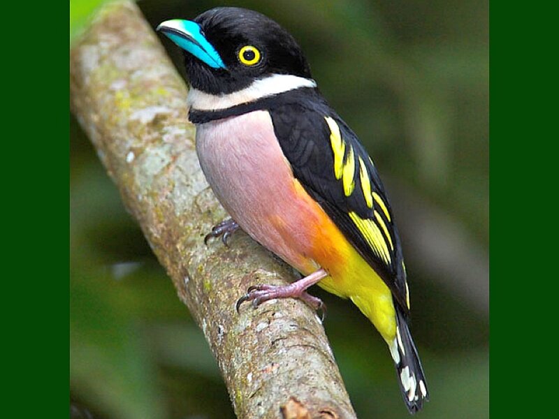 Colorful Bird on Branch — Black