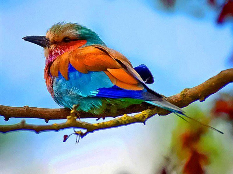 Colorful Bird on Branch — Blue, Calm, Afternoon, Photograph