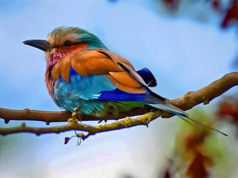 Colorful Bird on Branch — Blue, Calm, Afternoon