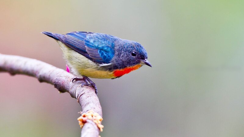 Colorful Bird on Branch — Blue, Calm, Photograph, Flower Bud