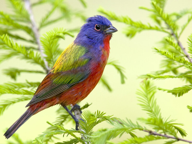 Colorful Bird on Branch — Blue, Calm, Photograph, Leaves