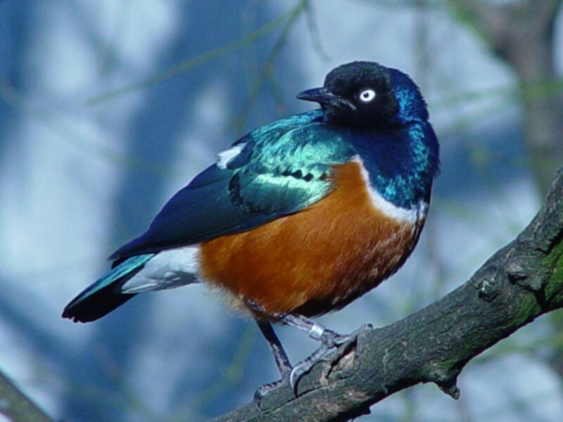 Colorful Bird on Branch — Blue, Calm, Photograph, Tree