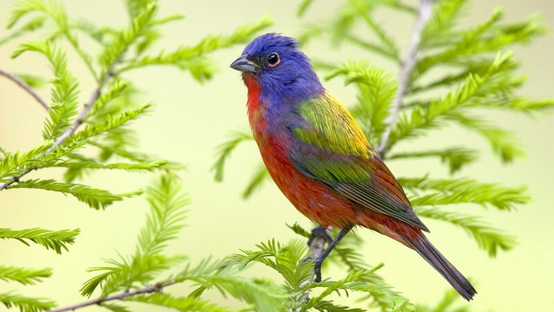 Colorful Bird on Branch — Blue, Calm, Spring