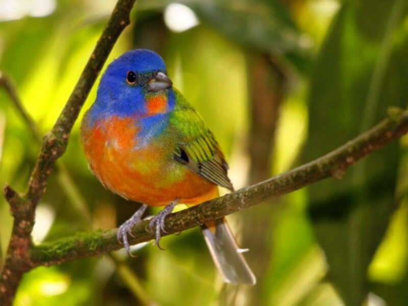 Colorful Bird on Branch — Blue, Calm