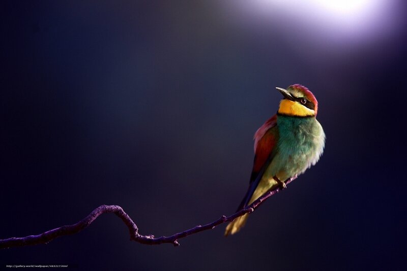 Colorful Bird on Branch — Blue, Dramatic, Night, Photograph