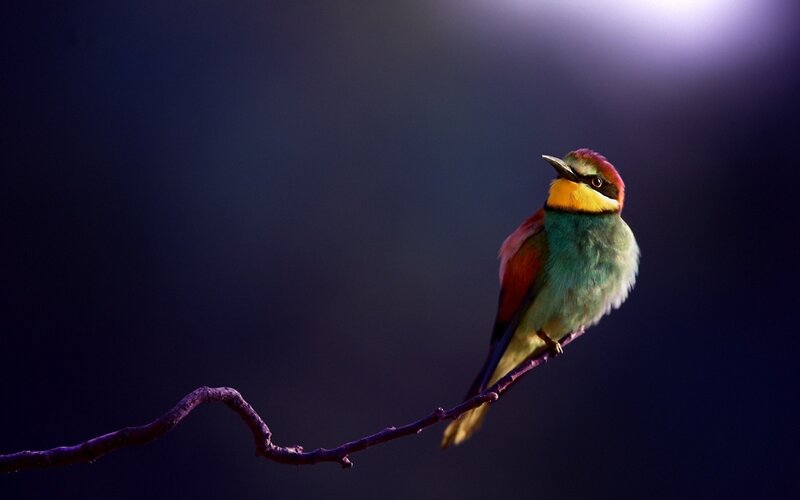 Colorful Bird on Branch — Blue, Dramatic, Night
