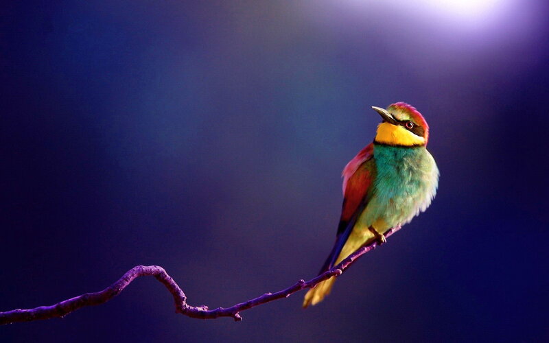 Colorful Bird on Branch — Blue, Dramatic