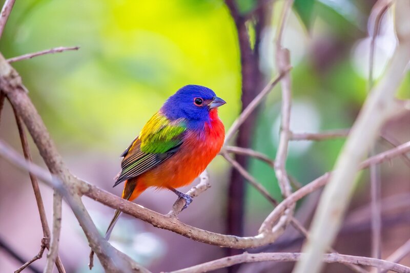 Colorful Bird on Branch — Blue, Natural, Photograph, Forest