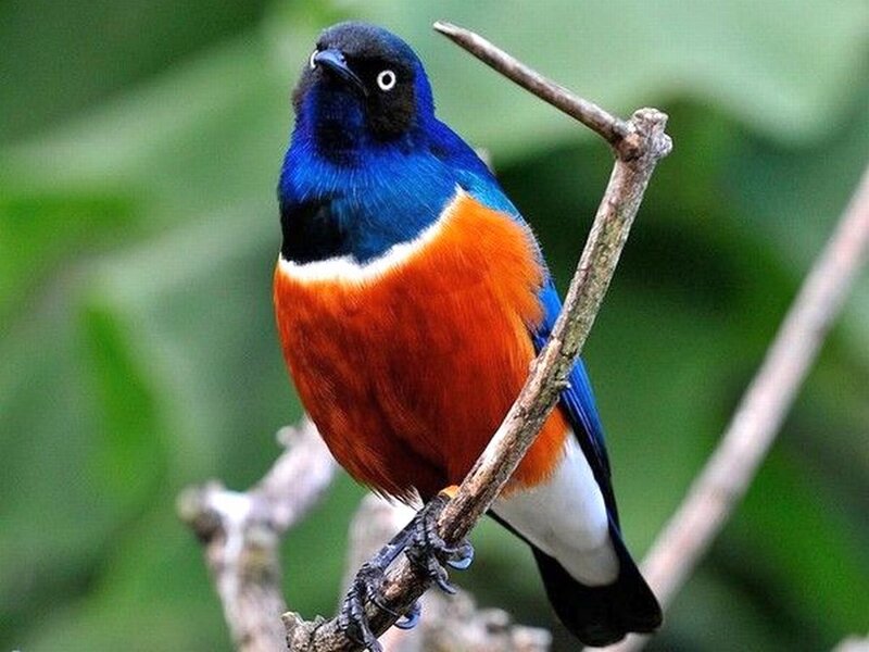 Colorful Bird on Branch — Blue, Natural