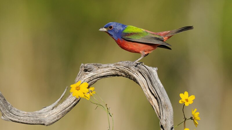 Colorful Bird on Branch — Blue, Serene, Afternoon, Photograph, Flowers