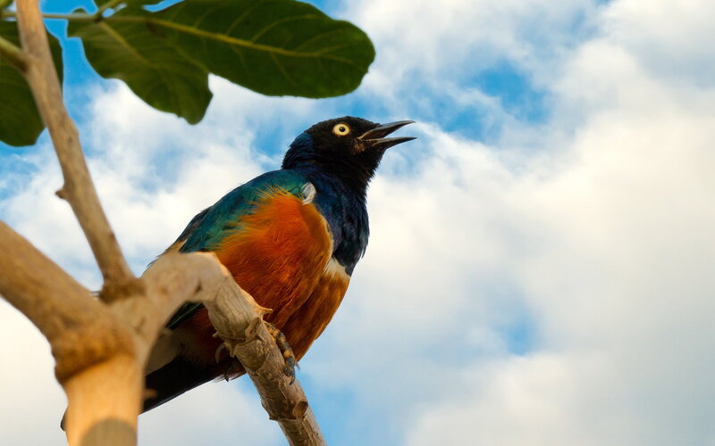 Colorful Bird on Branch — Blue, Serene, Afternoon, Photograph, Leaf