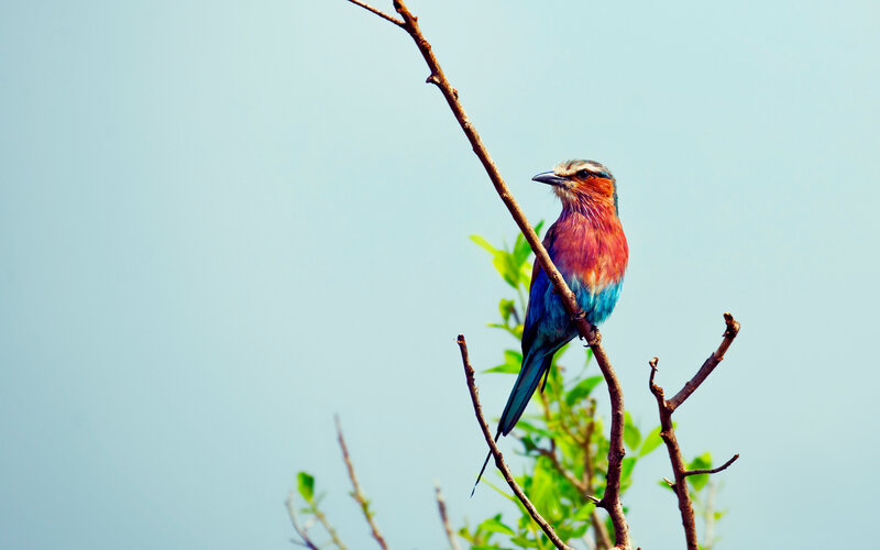 Colorful Bird on Branch — Blue, Serene, Afternoon, Photograph, Sky