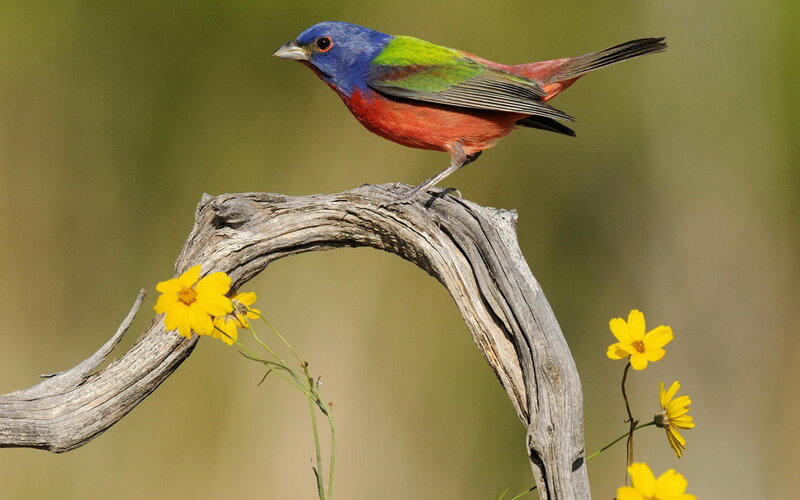 Colorful Bird on Branch — Blue, Serene, Afternoon, Photograph