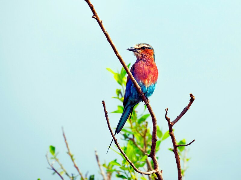 Colorful Bird on Branch — Blue, Serene, Afternoon