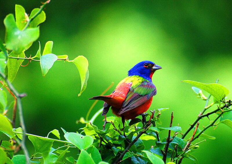 Colorful Bird on Branch — Blue, Serene, Photograph, Leaves