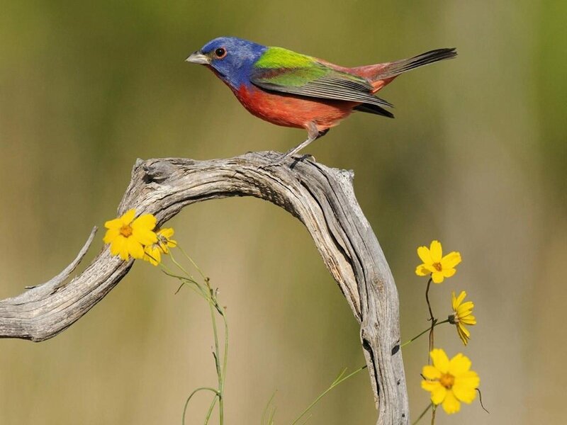 Colorful Bird on Branch — Blue, Serene