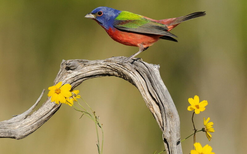Colorful Bird on Branch — Blue
