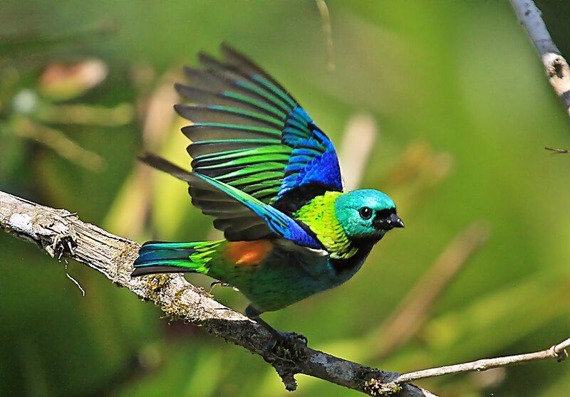 Colorful Bird on Branch — Blue, Vibrant, Afternoon, Photograph